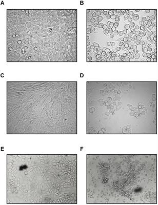 Adenovirus Isolated From a Cat Is Related to Human Adenovirus 1